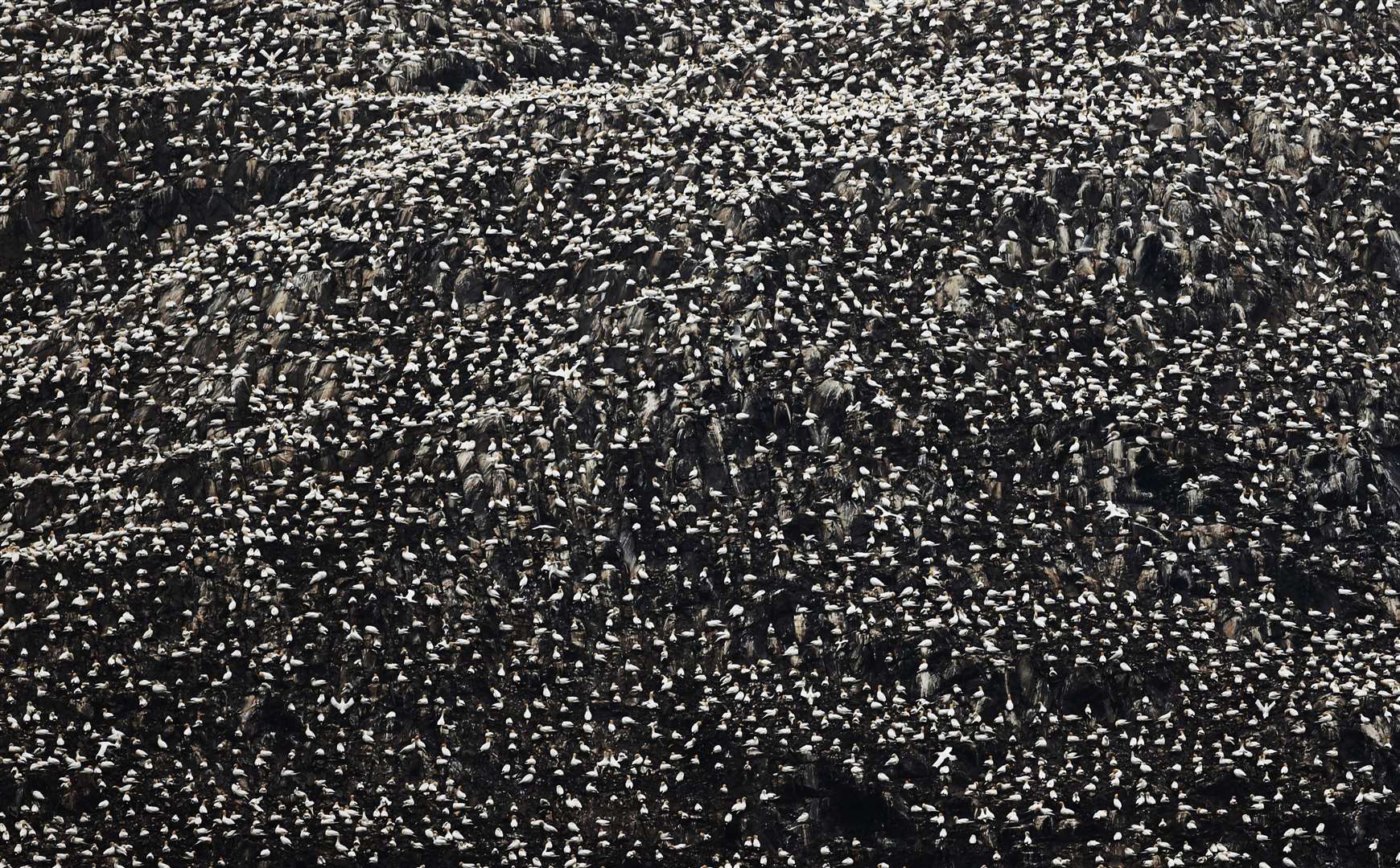 Gannets during the breeding season on Bass Rock (Danny Lawson/PA)