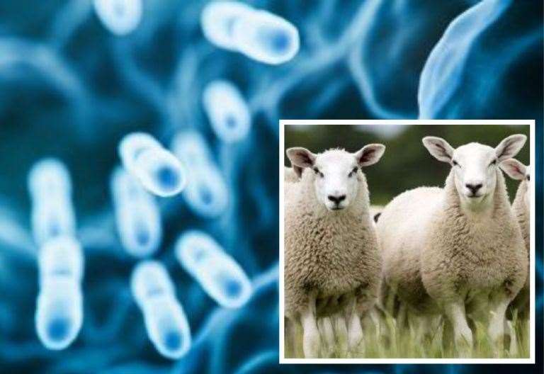 Never-before-seen bacteria discovered in blood of Canterbury sheep farmer