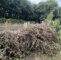The hedge cuttings were placed in the field