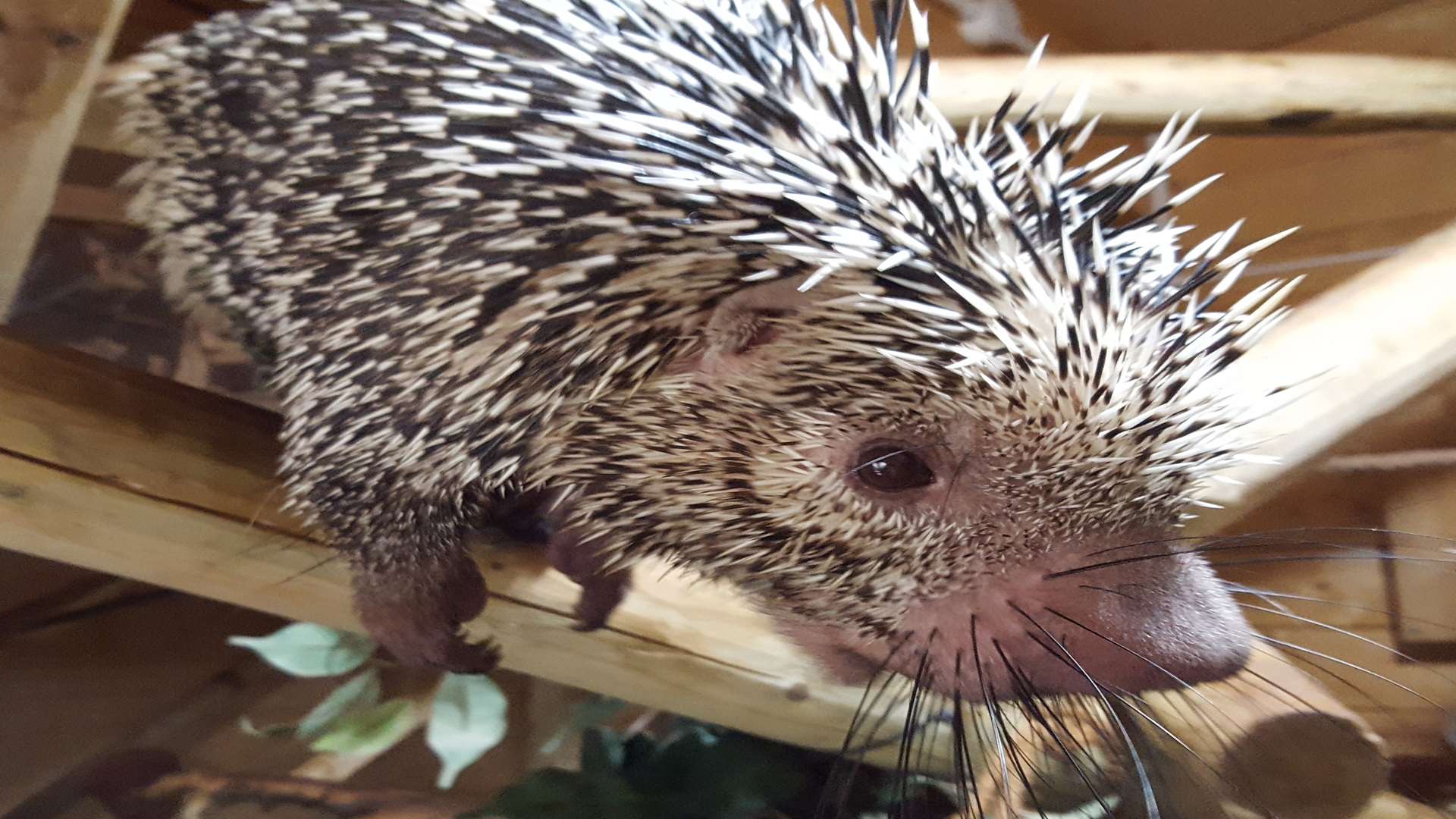 Prehensile tailed porcupine Klaus