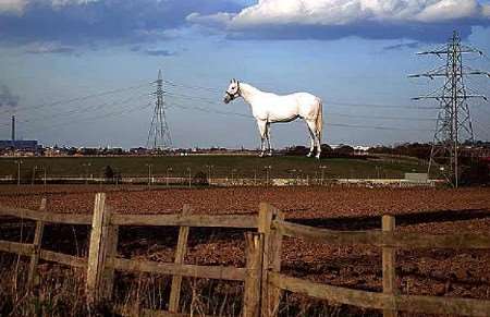 KCC wanted Mark Wallinger's horse design to incorporate their ideas