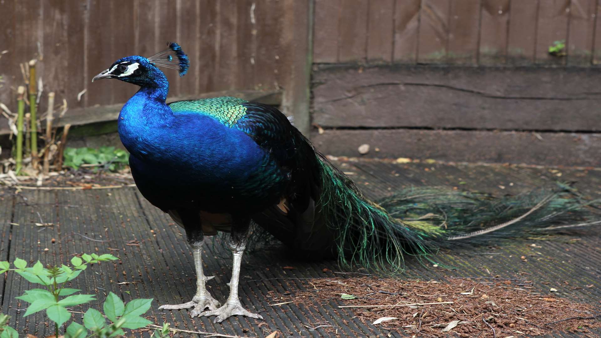 Percy the peacock in a garden yesterday. Picture: John Westhrop